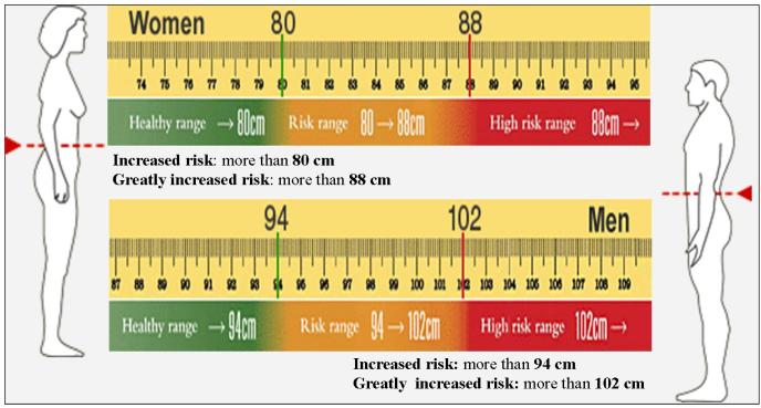 Waist Measurement Chart